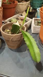 As with most fruits, dragon fruit does contain natural sugars, mcgrane says—but it's nothing to worry about. Sos What Is Going On With My Dragon Fruit Cactus Cactus
