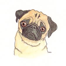 Draw a wavy line that looks like a mustache. Cute Simple Easy Pug Drawing Novocom Top