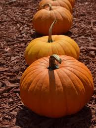 Make your pet's belly happy with weruva pumpkin patch up! When To Harvest Pumpkins Hgtv