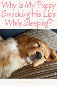 Why Is My Puppy Smacking His Lips While Sleeping Dog Mom Humor Puppies Dog Care
