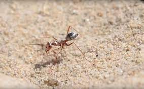 Et maintenant, il n'y a plus qu'à récolter les bénéfices ! Breve Incroyable La Fourmi La Plus Rapide Au Monde Frole Le Metre Par Seconde