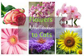 Poinsettias, lilies, holly berries and of all of these festive plants, lilies are the most toxic and are potentially fatal if ingested by cats. Cat Safe Flowers Flowers Which Are Non Toxic To Cats Cat World