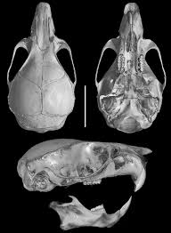 New species of the Spiny Mouse genus Neacomys (Cricetidae, Sigmodontinae)  from northwestern Ecuador