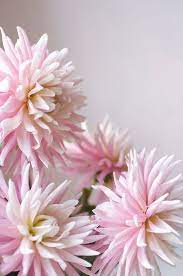 9 Summer Flowers And Their Secret Meanings In 2020 Dahlia Flower Flower Meanings Summer Flowers