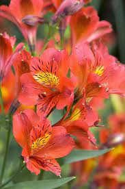 Alstroemeria Princess Grace By Adrian Thomas In 2021 Pretty Flowers Beautiful Flowers Wedding Flowers Roses