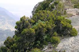 Image result for Erica mannii