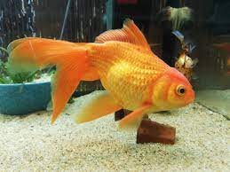 Elvis Fancy Goldfish Goldfish Fish Pet Big Friends