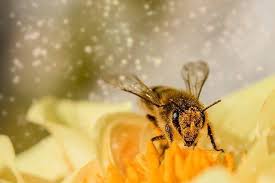 Bees spread pollen from plant to plant in a process called pollination. Why Do Plants Grow Flowers North American Nature