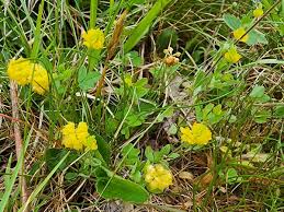 Image result for Trifolium campestre