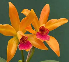 Image result for Burnatia enneandra