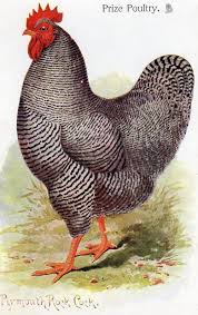 Chicken Art Vintage Google Search Chicken Art Rooster Art Rooster Painting