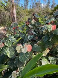 Image result for Hibiscus tiliaceus