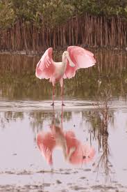 Birds Of A Feather Song Rio Roseate Spoonbill South Padre Island Tx 12 9 11 Cancun Spring Break Birds And The Bees South Padre Island