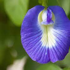 Bunga telang atau nama saintifiknya iaitu clitoria ternatea amat terkenal di sekitar negara indonesia serta negara kita.selain dijadikan sebagai bahan pewarna nasi kerabu, ianya turut berguna untuk pelbagai tujuan lain. 7 Resep Olahan Bunga Telang Tidak Hanya Jadi Minuman Hot Liputan6 Com