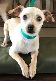 Adopt Johnny On Petfinder Dog Adoption Chihuahua Mix Help Homeless Pets