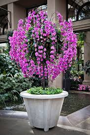 Orchid Tree By Ann J Sagel Orchid Flower Purple Orchids Orchid Tree
