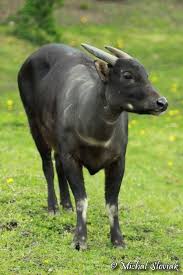 Celebes crested macaque are known as black macaque, lives in the tangkoko reserve in sulawesi island of indonesia. Anoa Also Known As Midget Buffalo And Sapiutan Are A Subgenus Of Bubalus Comprising Two Species Native To Indonesia The M Animals Animals Wild Large Animals