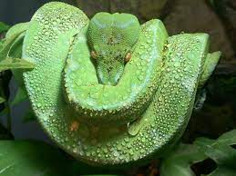 Green Tree Python By Edward C 2nd Place Winner In That Fish Place That Pet Place S Reptile Invasion Photo Conte Reptiles And Amphibians Reptiles Green Trees