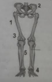 Check spelling or type a new query. Perhatikan Gambar Rangka Manusia Di Bawah Ini Bagian Kerangka Manusia Yang Ditunjukkan Oleh Nomor 3 Brainly Co Id