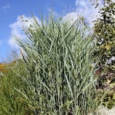 Image result for Panicum pilgeri