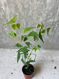 Image result for Fuirena obcordata