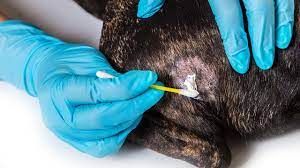 6 Best Home Remedies For Dog Skin Allergies All Natural Youtube