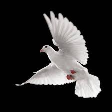 Paloma Blanca Volando Busqueda De Google Paloma Blanca Fondo De Pantalla Aguila Paloma De La Paz