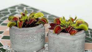 La dionaea muscipula est une plante carnivore qui se nourrit essentiellement d'insectes et de petits animaux. La Plante Attrape Mouches Dionee Conseils Truffaut