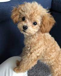 jadejones cute little puppies poodle puppy cute puppies