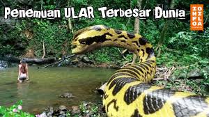 Maybe you would like to learn more about one of these? Download Viral Ditemukan Ular Terbesar Di Dunia Ternyata Ada Di Indonesia In Mp4 And 3gp Codedwap