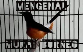 Muraibatu #habitatmuraibatu video ini saya. Mengenal Jenis Murai Batu Borneo Makanan Dan Harga