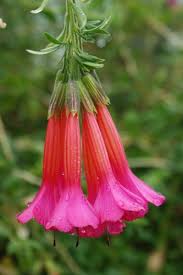 Image result for Cantua