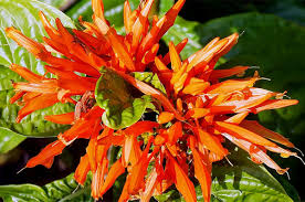 Image result for Justicia mollugo