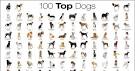 Dog Breeds - A Comprehensive List of Dog Breed Profiles ...