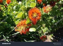 Image result for Greyia