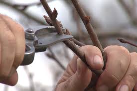 Proper pruning will allow you to reach the fruit easier, give the tree leaves and fruit more sun exposure, and help your tree produce larger fruit instead of a larger canopy. Pruning Fruit Trees Can Be Beneficial