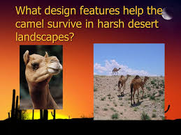 Winds blow sand all around, so a camel has long eyelashes. Animals Of The Desert Adaptation And Survival What Features Of This Bighorn Help In Its Survival Ppt Download