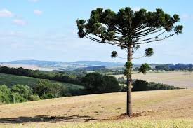 Image result for Araucaria angustifolia