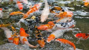 Fill the pond with water. 8 Top Benefits Of Having A Koi Fish Pond Immoafrica Net