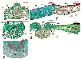 Image result for Apocynaceae subfamilies Apocynoideae and Rauvolfioideae