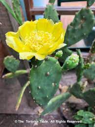 By including what are not cacti, cactiguide.com can be a more useful guide through the process of elimination. Browse And Search The Tortoise Table Plant Database