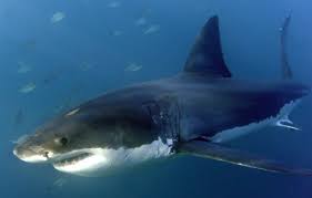 Generally depicted as a gray shark in full profile facing left, as a tiger, bull, or great white shark hunting in the water. Las Orcas Culpables De La Escasez De Tiburon Blanco En La Costa De Sudafrica