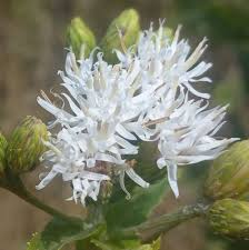 Image result for Vernonia glabra