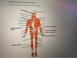 This muscle diagram is interactive: Solved Label The Major Muscles 0 5 Points This Is The Chegg Com