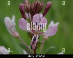 Image result for Cleome monophylla