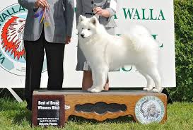 The samoyed puppies should be socialized so that they have a better understanding of their surroundings. Long Run Samoyeds