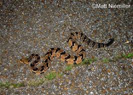 Northern copperhead, agkistrodon contortrix is a venomous pit viper found in eastern north america. Timber Rattlesnake State Of Tennessee Wildlife Resources Agency