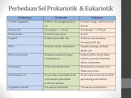 Nukleus retikulum endoplasma mitokondria badan golgi lisosom sentriol silia dan flagella. Prokariotik Eukariotik Sel Hewan Dan Sel Tumbuhan Ppt Download