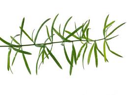 Image result for A. densiflorus Sprengeri