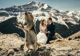 Gatlinburg wedding tips faq tennessee marriage license. 20 Dreamy Mountain Wedding Photo Ideas Deer Pearl Flowers
